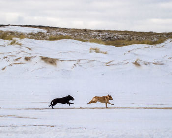 Two dogs on snow covered land