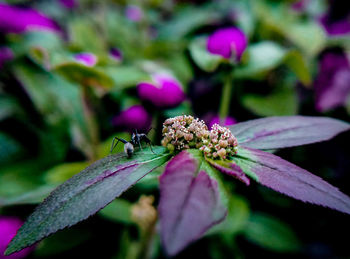 Close-up of insect on purple flower