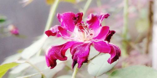 Close-up of pink rose flower