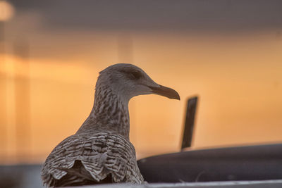 bird