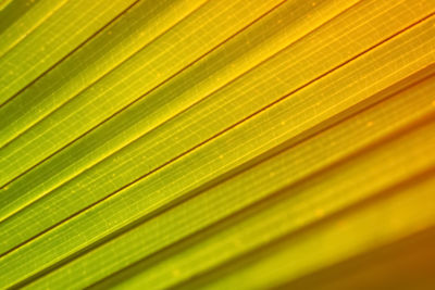 Full frame shot of palm leaves