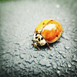 Close-up of insect on wall