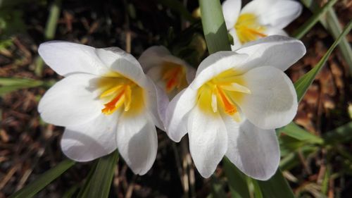 Close-up of flowers blooming outdoors