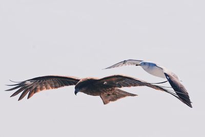 Bird flying in sky