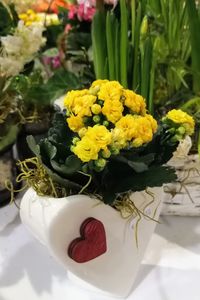 High angle view of yellow flowering plant