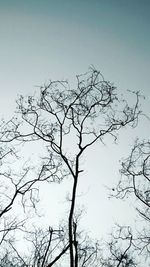 Low angle view of bare tree against clear sky