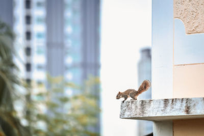 View of a bird in a window