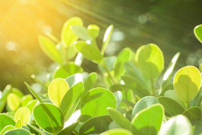 Close-up of green leaves