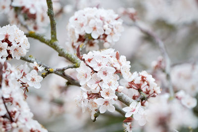 Close-up of cherry blossom