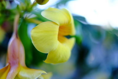 Close-up of yellow flower blooming outdoors