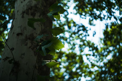Low angle view of tree growing in forest