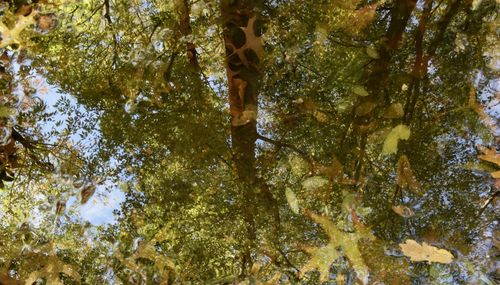 Low angle view of trees in forest