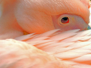 Close-up of bird