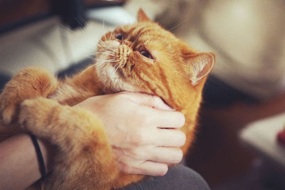 Cropped image of person stroking ginger cat at home