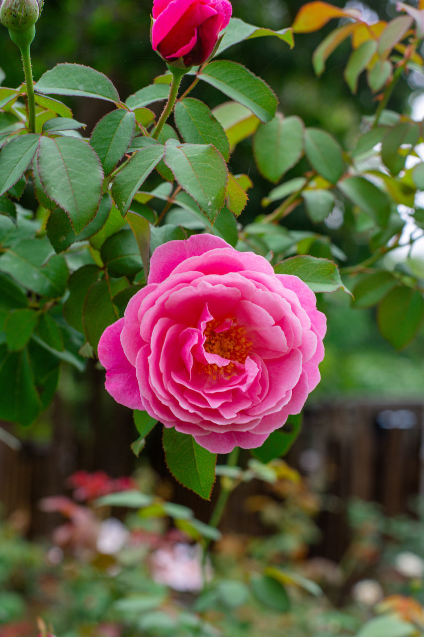 CLOSE-UP OF PINK ROSE IN BLOOM