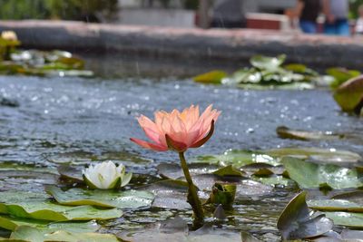 Santa barbara mission fountain lotus