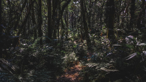 Low angle view of trees in forest