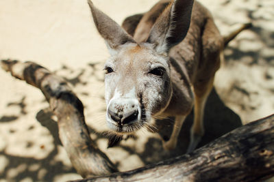 Close-up of kangaroo looking at camera