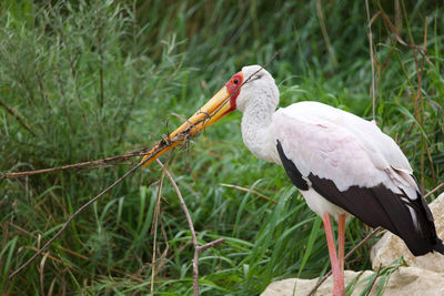 Bird perching on a field