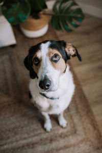 High angle portrait of dog sitting at home