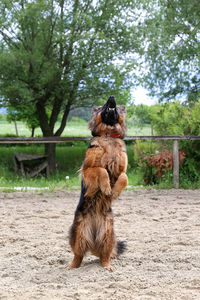 Dog sitting on a field