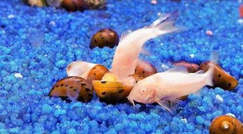 Close-up of fish swimming in aquarium