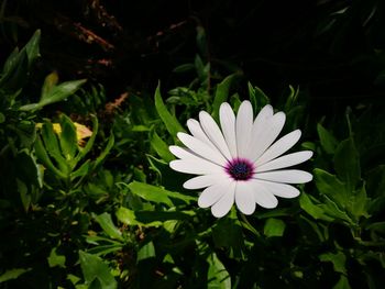 Close-up of white flowers blooming outdoors