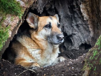 Portrait of german shepherd dog hiding in a tree hollow