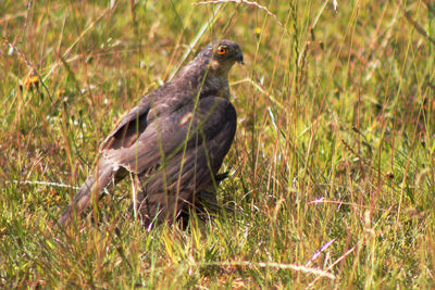 Bird perching on a field