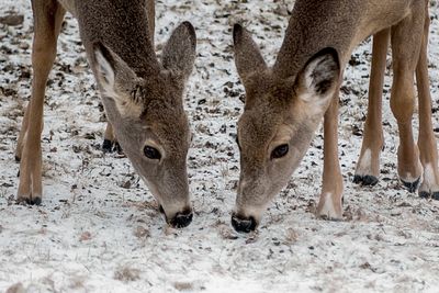 Deer on field