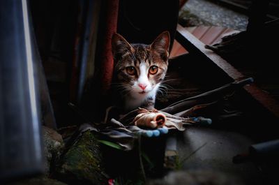 Portrait of cat at home