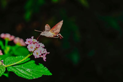 Close-up of butterfly pollinating on flower