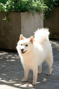 Portrait of dog standing outdoors