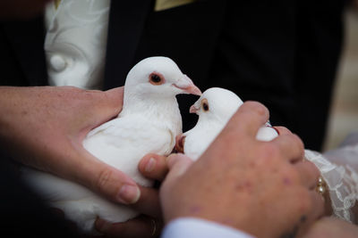 Cropped image of bride and groom holding doves