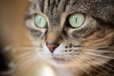 Close-up portrait of cat