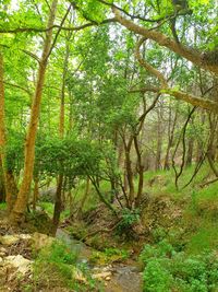 Trees in forest