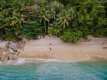 People on beach by palm trees