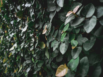 High angle view of plants