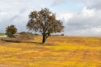 Trees on field against sky during autumn