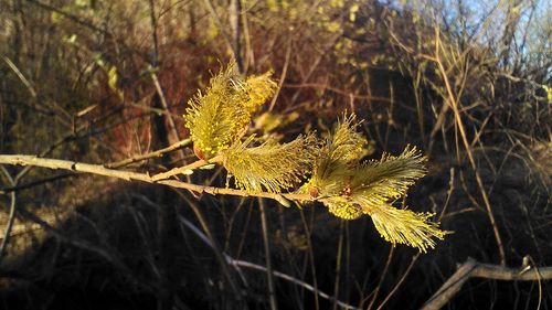 Close-up of fresh green plant in field