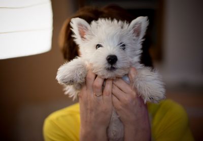 Close-up of hand holding puppy