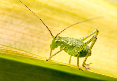 Close-up of insect on leaf