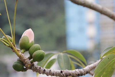 Close-up of flower buds growing on tree