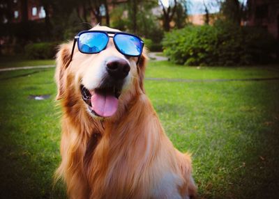 Close-up of dog wearing sunglasses