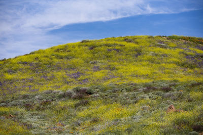 Scenic view of field against sky