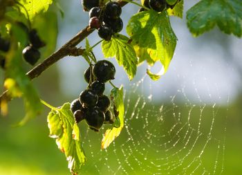 Close-up of wet spider web on plant