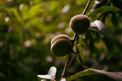 Close-up of berries growing on tree