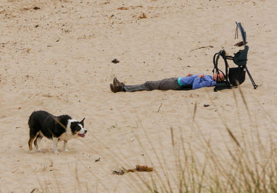 Dog lying on sand