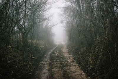 Road passing through forest