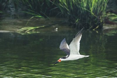 Bird flying over lake